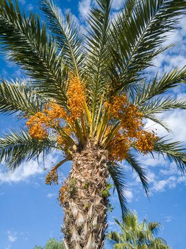 Palmera datilera ( PHOENIX DACTYLIFERA )cargada de d&aacute;tiles con cielo azul de fondo