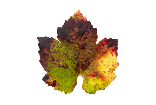 Hoja de parra con colorido oto&ntilde;al aislada sobre fondo blanco 
