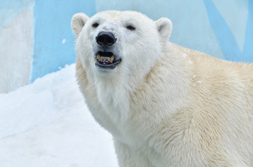 Naklejka na ściany i meble polar bear