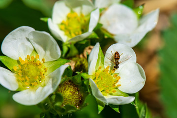 Hoverfly on Strawberry Flowers, Close-up Detail