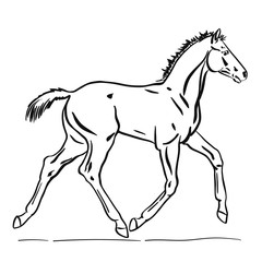 A sketch of a little foal running trot