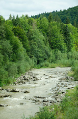 river in the forest
