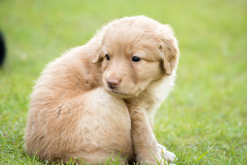 cute puppy dog lover hundewelpen hoverwart blond tierbabys haustier hund vierbeiner welpe wachhund...