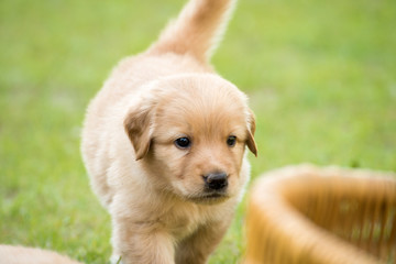 cute puppy dog lover hundewelpen hoverwart blond tierbabys haustier hund vierbeiner welpe wachhund...