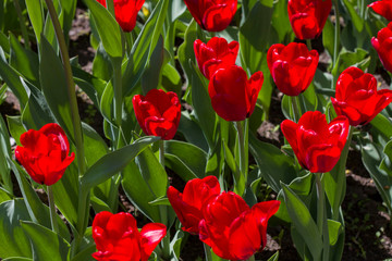 meadow with bright multicolored tulips lit by the spring sunshine