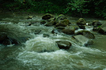 fish in water