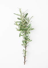 Twig with green leaves of sea buckthorn on a white background.