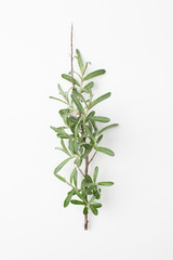 Twig with green leaves of sea buckthorn on a white background.