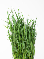 Fototapeta premium Bunch of green grass on white background