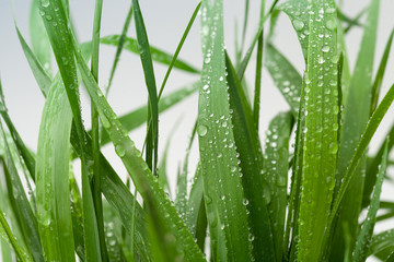 Fototapeta na wymiar Background image with green wet grass. Copy space text
