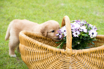 cute puppy dog lover hundewelpen hoverwart blond tierbabys haustier hund vierbeiner welpe wachhund...