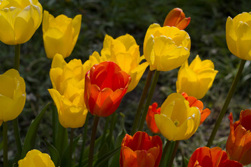 meadow with bright multicolored tulips lit by the spring sunshine