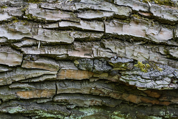 texture of tree bark with grooves and grooves