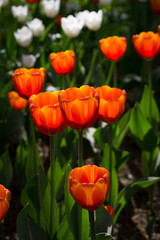 large red-yellow tulips lit by the sun