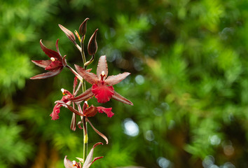 rote Orchidee mit blur