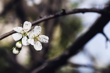White flowers, yellow pollen on bokeh blurred background.