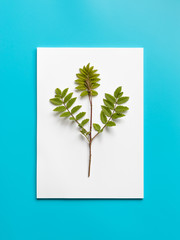 Mockup blank paper and branch with green leaves on a blue background.