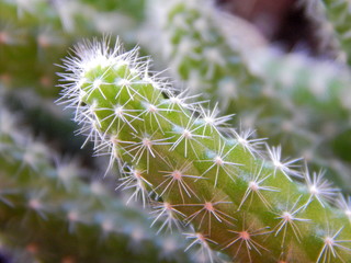 closeup of a cactus