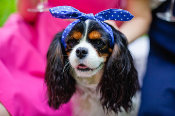 dog in a hat