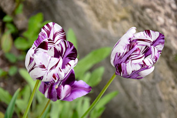 Purple and white striped tulips  in the flower bed. Blurred background. Close-up.  Selective focus. 