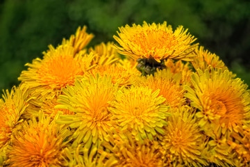 A bouquet of yellow flowering dandelions on a blurred background. Bouquet of dandelions on a background of green grass.