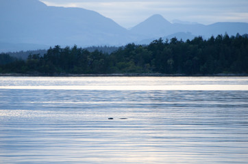 Seal swimming in calm ocean water with forest and mountains in the background