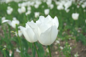 white tulips in the garden