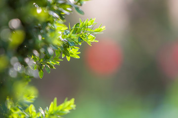 Bright fresh green decorative boxwood bush brunch on blurred colorful copy space background. Gardening art and agriculture concept.