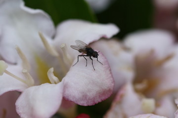 Fliege auf einer Blüte