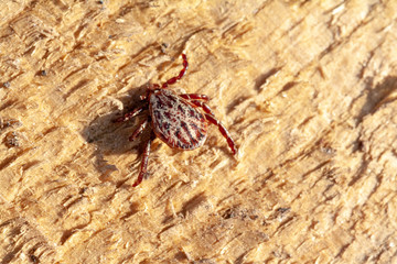 A dangerous parasite and infection carrier mite