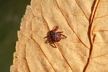 A dangerous parasite and infection carrier mite