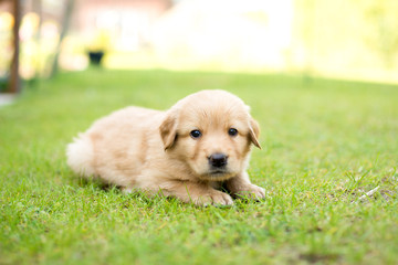 cute puppy dog lover hundewelpen hoverwart blond tierbabys haustier hund vierbeiner welpe wachhund...