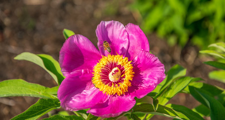 A bee collects nectar from a blooming pink peony.
