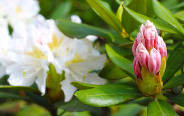 Beautiful pink rhododendron buds in garden on blurred natural background. Fresh flowers background or wallpaper. Close up, selective focus.