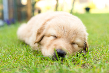 cute puppy dog lover hundewelpen hoverwart blond tierbabys haustier hund vierbeiner welpe wachhund...