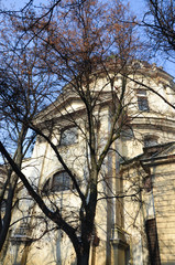 tree in front of building