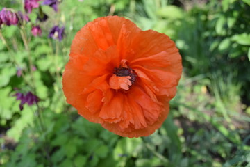 red poppy in field