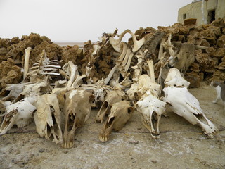 Desolazione