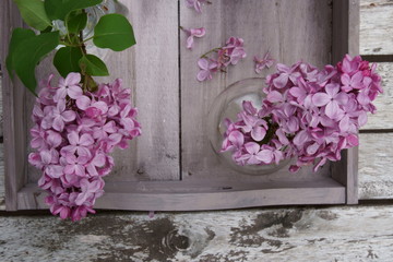 A still life of fragrant purple Lilacs in a vase.