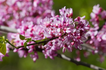 branch with pink flowers Cercis closeup. spring flowers of the Judas tree