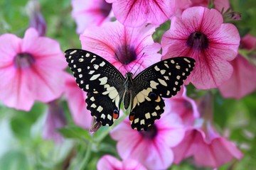 Fototapeta na wymiar Papilio demoleus butterfly on pink petunias