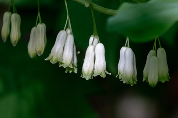 Macro Nahaufnahme der Blüten und Blätter eines Salomonsiegels (Polygonatum) mit bokeh Hintergrund