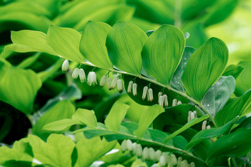 Macro Nahaufnahme der Blüten und Blätter eines Salomonsiegels (Polygonatum) mit bokeh Hintergrund