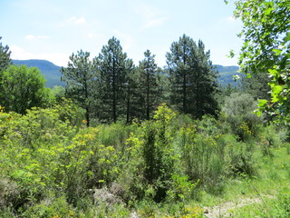Trees and green in the woods