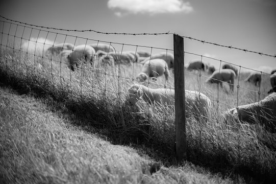 L&auml;mmchen