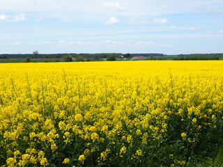 Yellow field of oilseed rape or Canola oil and blue sky