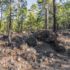 In the Canary pine forest