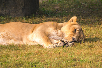 Fototapeta na wymiar Lioness laying down, sleeping, having a nap, sunny day