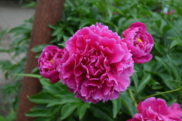 pink flower in the garden