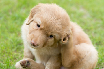 cute puppy dog lover hundewelpen hoverwart blond tierbabys haustier hund vierbeiner welpe wachhund...